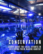 FISHY TALES: STORIES OF BALI