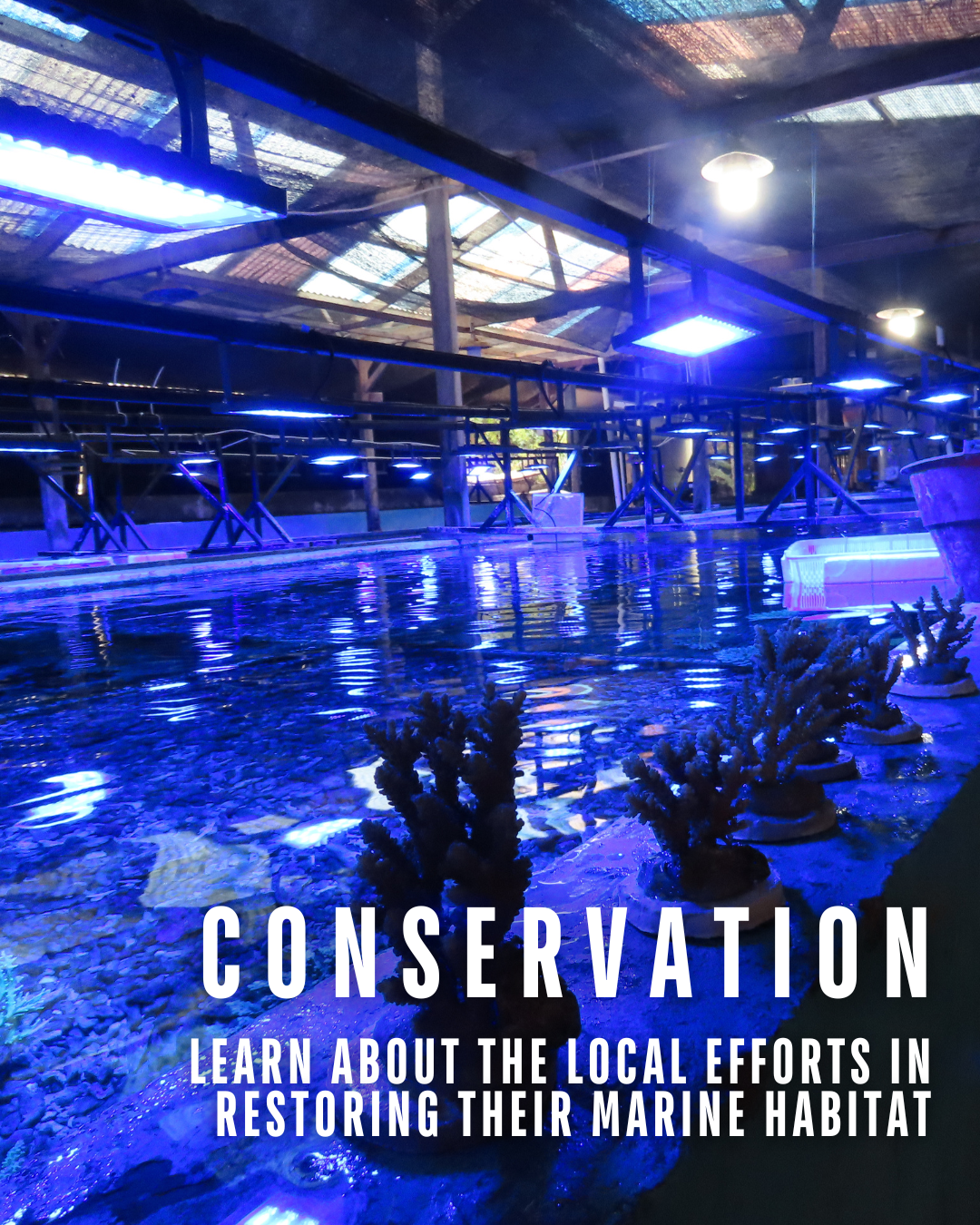 FISHY TALES: STORIES OF BALI