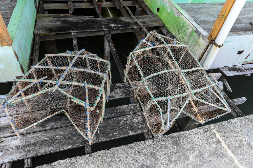Fishy Travels: Bintan's Coastal Treasures