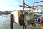 Fishy Travels: Bintan's Coastal Treasures