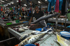 Fishy Travels: Bintan's Coastal Treasures