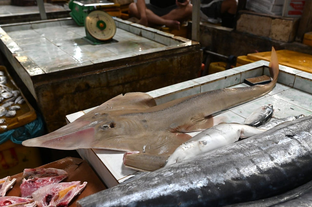 Fishy Travels: Bintan's Coastal Treasures