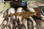 Fishy Travels: Bintan's Coastal Treasures