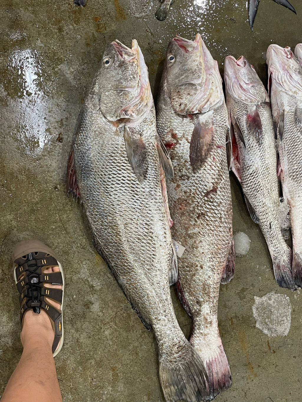 Fish to Port - Fishery Port Tour [SG HeritageFest]