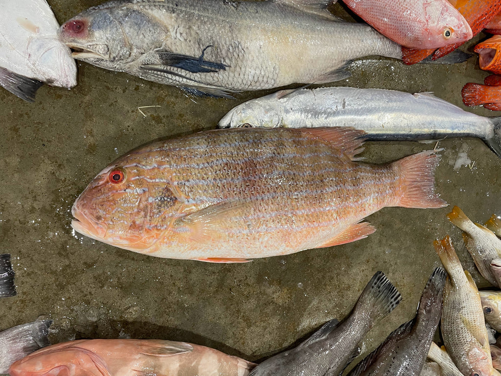 Fish to Port - Fishery Port Tour [SG HeritageFest]