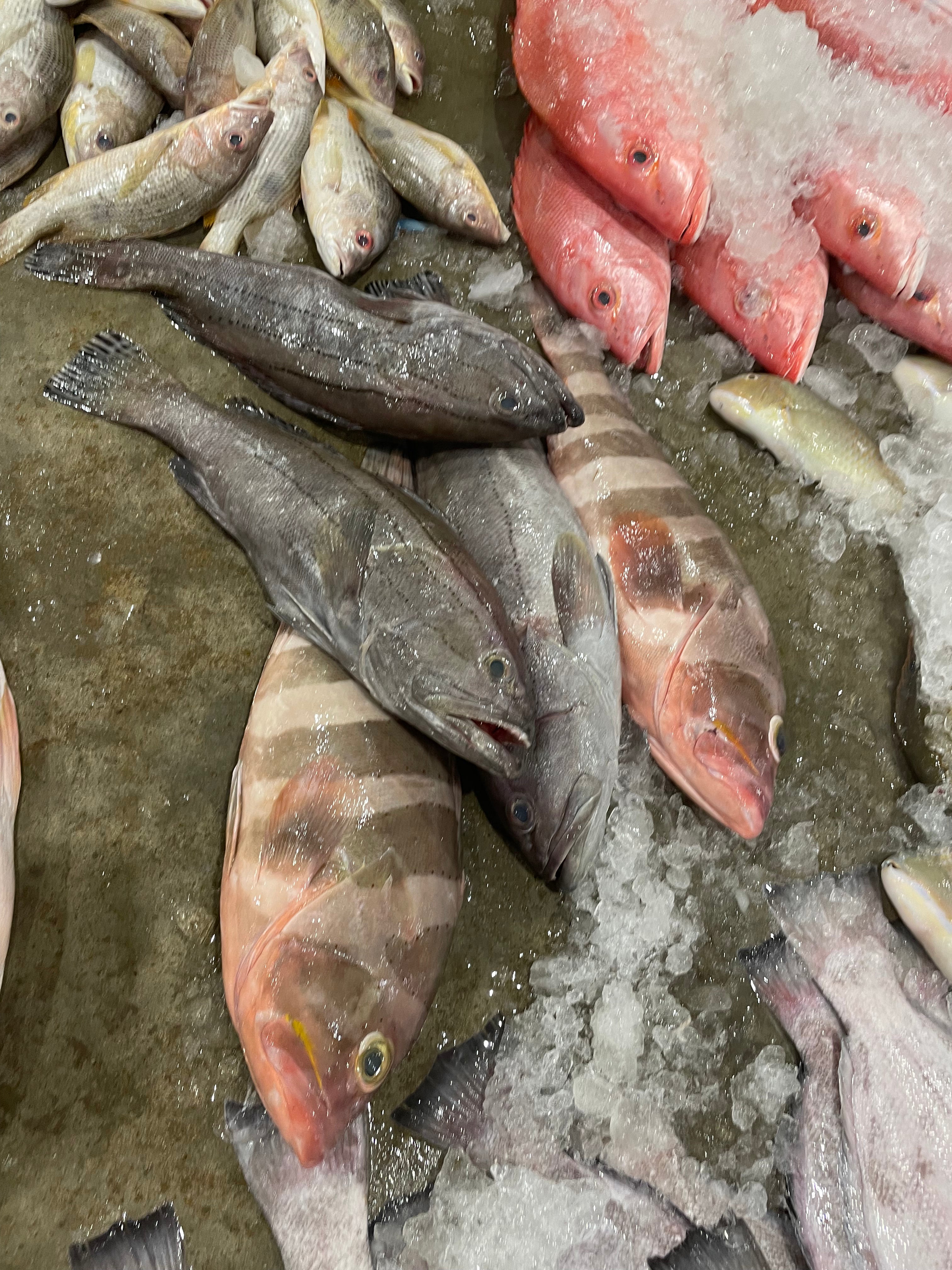 Fish to Port - Fishery Port Tour [SG HeritageFest]