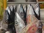 SG Local Fish Tour @ Tekka Market